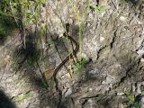 Day 4 - Hummocks - Garter snake 2